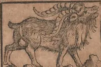An illustration from Conradi Gesneri medici Tigurini Historiae animalium liber primus de quadrupedibus viuiparis : opus philosophis, medicis, grammaticis, philologis, poëtis, & omnibus rerum linguarumq́ue variarum studiosis, vtilissimum simul iucundissimumq́ue futurum (1602)