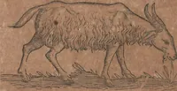 An illustration from Conradi Gesneri medici Tigurini Historiae animalium liber primus de quadrupedibus viuiparis : opus philosophis, medicis, grammaticis, philologis, poëtis, & omnibus rerum linguarumq́ue variarum studiosis, vtilissimum simul iucundissimumq́ue futurum (1602)