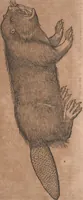 Picture 73 of 184 from Conradi Gesneri medici Tigurini Historiae animalium liber primus de quadrupedibus viuiparis : opus philosophis, medicis, grammaticis, philologis, poëtis, & omnibus rerum linguarumq́ue variarum studiosis, vtilissimum simul iucundissimumq́ue futurum (1602), leaf 354