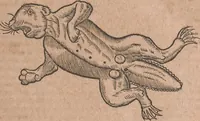 An illustration from Conradi Gesneri medici Tigurini Historiae animalium liber primus de quadrupedibus viuiparis : opus philosophis, medicis, grammaticis, philologis, poëtis, & omnibus rerum linguarumq́ue variarum studiosis, vtilissimum simul iucundissimumq́ue futurum (1602)