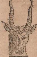 An illustration from Conradi Gesneri medici Tigurini Historiae animalium liber primus de quadrupedibus viuiparis : opus philosophis, medicis, grammaticis, philologis, poëtis, & omnibus rerum linguarumq́ue variarum studiosis, vtilissimum simul iucundissimumq́ue futurum (1602)