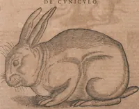 An illustration from Conradi Gesneri medici Tigurini Historiae animalium liber primus de quadrupedibus viuiparis : opus philosophis, medicis, grammaticis, philologis, poëtis, & omnibus rerum linguarumq́ue variarum studiosis, vtilissimum simul iucundissimumq́ue futurum (1602)