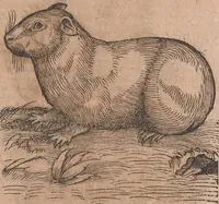 An illustration from Conradi Gesneri medici Tigurini Historiae animalium liber primus de quadrupedibus viuiparis : opus philosophis, medicis, grammaticis, philologis, poëtis, & omnibus rerum linguarumq́ue variarum studiosis, vtilissimum simul iucundissimumq́ue futurum (1602)