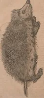 An illustration from Conradi Gesneri medici Tigurini Historiae animalium liber primus de quadrupedibus viuiparis : opus philosophis, medicis, grammaticis, philologis, poëtis, & omnibus rerum linguarumq́ue variarum studiosis, vtilissimum simul iucundissimumq́ue futurum (1602)