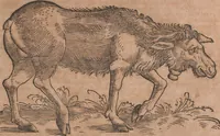 An illustration from Conradi Gesneri medici Tigurini Historiae animalium liber primus de quadrupedibus viuiparis : opus philosophis, medicis, grammaticis, philologis, poëtis, & omnibus rerum linguarumq́ue variarum studiosis, vtilissimum simul iucundissimumq́ue futurum (1602)