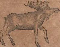 An illustration from Conradi Gesneri medici Tigurini Historiae animalium liber primus de quadrupedibus viuiparis : opus philosophis, medicis, grammaticis, philologis, poëtis, & omnibus rerum linguarumq́ue variarum studiosis, vtilissimum simul iucundissimumq́ue futurum (1602)