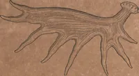 An illustration from Conradi Gesneri medici Tigurini Historiae animalium liber primus de quadrupedibus viuiparis : opus philosophis, medicis, grammaticis, philologis, poëtis, & omnibus rerum linguarumq́ue variarum studiosis, vtilissimum simul iucundissimumq́ue futurum (1602)