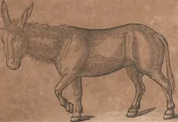 An illustration from Conradi Gesneri medici Tigurini Historiae animalium liber primus de quadrupedibus viuiparis : opus philosophis, medicis, grammaticis, philologis, poëtis, & omnibus rerum linguarumq́ue variarum studiosis, vtilissimum simul iucundissimumq́ue futurum (1602)