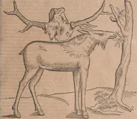 An illustration from Conradi Gesneri medici Tigurini Historiae animalium liber primus de quadrupedibus viuiparis : opus philosophis, medicis, grammaticis, philologis, poëtis, & omnibus rerum linguarumq́ue variarum studiosis, vtilissimum simul iucundissimumq́ue futurum (1602)