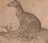 An illustration from Conradi Gesneri medici Tigurini Historiae animalium liber primus de quadrupedibus viuiparis : opus philosophis, medicis, grammaticis, philologis, poëtis, & omnibus rerum linguarumq́ue variarum studiosis, vtilissimum simul iucundissimumq́ue futurum (1602)