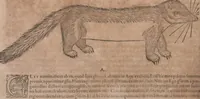 An illustration from Conradi Gesneri medici Tigurini Historiae animalium liber primus de quadrupedibus viuiparis : opus philosophis, medicis, grammaticis, philologis, poëtis, & omnibus rerum linguarumq́ue variarum studiosis, vtilissimum simul iucundissimumq́ue futurum (1602)