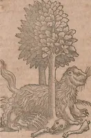An illustration from Conradi Gesneri medici Tigurini Historiae animalium liber primus de quadrupedibus viuiparis : opus philosophis, medicis, grammaticis, philologis, poëtis, & omnibus rerum linguarumq́ue variarum studiosis, vtilissimum simul iucundissimumq́ue futurum (1602)