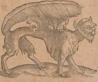 An illustration from Conradi Gesneri medici Tigurini Historiae animalium liber primus de quadrupedibus viuiparis : opus philosophis, medicis, grammaticis, philologis, poëtis, & omnibus rerum linguarumq́ue variarum studiosis, vtilissimum simul iucundissimumq́ue futurum (1602)
