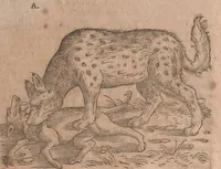 An illustration from Conradi Gesneri medici Tigurini Historiae animalium liber primus de quadrupedibus viuiparis : opus philosophis, medicis, grammaticis, philologis, poëtis, & omnibus rerum linguarumq́ue variarum studiosis, vtilissimum simul iucundissimumq́ue futurum (1602)