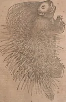 An illustration from Conradi Gesneri medici Tigurini Historiae animalium liber primus de quadrupedibus viuiparis : opus philosophis, medicis, grammaticis, philologis, poëtis, & omnibus rerum linguarumq́ue variarum studiosis, vtilissimum simul iucundissimumq́ue futurum (1602)