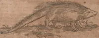 An illustration from Conradi Gesneri medici Tigurini Historiae animalium liber primus de quadrupedibus viuiparis : opus philosophis, medicis, grammaticis, philologis, poëtis, & omnibus rerum linguarumq́ue variarum studiosis, vtilissimum simul iucundissimumq́ue futurum (1602)