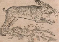 An illustration from Conradi Gesneri medici Tigurini Historiae animalium liber primus de quadrupedibus viuiparis : opus philosophis, medicis, grammaticis, philologis, poëtis, & omnibus rerum linguarumq́ue variarum studiosis, vtilissimum simul iucundissimumq́ue futurum (1602)