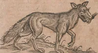An illustration from Conradi Gesneri medici Tigurini Historiae animalium liber primus de quadrupedibus viuiparis : opus philosophis, medicis, grammaticis, philologis, poëtis, & omnibus rerum linguarumq́ue variarum studiosis, vtilissimum simul iucundissimumq́ue futurum (1602)