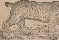 An illustration from Conradi Gesneri medici Tigurini Historiae animalium liber primus de quadrupedibus viuiparis : opus philosophis, medicis, grammaticis, philologis, poëtis, & omnibus rerum linguarumq́ue variarum studiosis, vtilissimum simul iucundissimumq́ue futurum (1602)