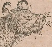 Picture 114 of 184 from Conradi Gesneri medici Tigurini Historiae animalium liber primus de quadrupedibus viuiparis : opus philosophis, medicis, grammaticis, philologis, poëtis, & omnibus rerum linguarumq́ue variarum studiosis, vtilissimum simul iucundissimumq́ue futurum (1602), leaf 722
