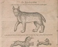 An illustration from Conradi Gesneri medici Tigurini Historiae animalium liber primus de quadrupedibus viuiparis : opus philosophis, medicis, grammaticis, philologis, poëtis, & omnibus rerum linguarumq́ue variarum studiosis, vtilissimum simul iucundissimumq́ue futurum (1602)