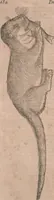 An illustration from Conradi Gesneri medici Tigurini Historiae animalium liber primus de quadrupedibus viuiparis : opus philosophis, medicis, grammaticis, philologis, poëtis, & omnibus rerum linguarumq́ue variarum studiosis, vtilissimum simul iucundissimumq́ue futurum (1602)