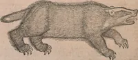 Picture 117 of 184 from Conradi Gesneri medici Tigurini Historiae animalium liber primus de quadrupedibus viuiparis : opus philosophis, medicis, grammaticis, philologis, poëtis, & omnibus rerum linguarumq́ue variarum studiosis, vtilissimum simul iucundissimumq́ue futurum (1602), leaf 731