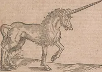 An illustration from Conradi Gesneri medici Tigurini Historiae animalium liber primus de quadrupedibus viuiparis : opus philosophis, medicis, grammaticis, philologis, poëtis, & omnibus rerum linguarumq́ue variarum studiosis, vtilissimum simul iucundissimumq́ue futurum (1602)
