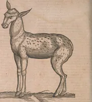 An illustration from Conradi Gesneri medici Tigurini Historiae animalium liber primus de quadrupedibus viuiparis : opus philosophis, medicis, grammaticis, philologis, poëtis, & omnibus rerum linguarumq́ue variarum studiosis, vtilissimum simul iucundissimumq́ue futurum (1602)