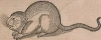 An illustration from Conradi Gesneri medici Tigurini Historiae animalium liber primus de quadrupedibus viuiparis : opus philosophis, medicis, grammaticis, philologis, poëtis, & omnibus rerum linguarumq́ue variarum studiosis, vtilissimum simul iucundissimumq́ue futurum (1602)