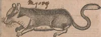 An illustration from Conradi Gesneri medici Tigurini Historiae animalium liber primus de quadrupedibus viuiparis : opus philosophis, medicis, grammaticis, philologis, poëtis, & omnibus rerum linguarumq́ue variarum studiosis, vtilissimum simul iucundissimumq́ue futurum (1602)