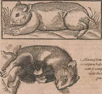 Picture 133 of 184 from Conradi Gesneri medici Tigurini Historiae animalium liber primus de quadrupedibus viuiparis : opus philosophis, medicis, grammaticis, philologis, poëtis, & omnibus rerum linguarumq́ue variarum studiosis, vtilissimum simul iucundissimumq́ue futurum (1602), leaf 783