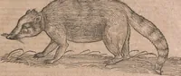 An illustration from Conradi Gesneri medici Tigurini Historiae animalium liber primus de quadrupedibus viuiparis : opus philosophis, medicis, grammaticis, philologis, poëtis, & omnibus rerum linguarumq́ue variarum studiosis, vtilissimum simul iucundissimumq́ue futurum (1602)