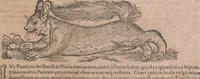 An illustration from Conradi Gesneri medici Tigurini Historiae animalium liber primus de quadrupedibus viuiparis : opus philosophis, medicis, grammaticis, philologis, poëtis, & omnibus rerum linguarumq́ue variarum studiosis, vtilissimum simul iucundissimumq́ue futurum (1602)