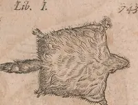 Picture 139 of 184 from Conradi Gesneri medici Tigurini Historiae animalium liber primus de quadrupedibus viuiparis : opus philosophis, medicis, grammaticis, philologis, poëtis, & omnibus rerum linguarumq́ue variarum studiosis, vtilissimum simul iucundissimumq́ue futurum (1602), leaf 788