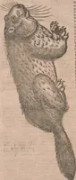 An illustration from Conradi Gesneri medici Tigurini Historiae animalium liber primus de quadrupedibus viuiparis : opus philosophis, medicis, grammaticis, philologis, poëtis, & omnibus rerum linguarumq́ue variarum studiosis, vtilissimum simul iucundissimumq́ue futurum (1602)