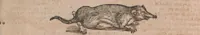 An illustration from Conradi Gesneri medici Tigurini Historiae animalium liber primus de quadrupedibus viuiparis : opus philosophis, medicis, grammaticis, philologis, poëtis, & omnibus rerum linguarumq́ue variarum studiosis, vtilissimum simul iucundissimumq́ue futurum (1602)