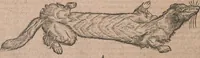 An illustration from Conradi Gesneri medici Tigurini Historiae animalium liber primus de quadrupedibus viuiparis : opus philosophis, medicis, grammaticis, philologis, poëtis, & omnibus rerum linguarumq́ue variarum studiosis, vtilissimum simul iucundissimumq́ue futurum (1602)