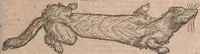 Picture 145 of 184 from Conradi Gesneri medici Tigurini Historiae animalium liber primus de quadrupedibus viuiparis : opus philosophis, medicis, grammaticis, philologis, poëtis, & omnibus rerum linguarumq́ue variarum studiosis, vtilissimum simul iucundissimumq́ue futurum (1602), leaf 798