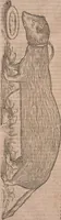 An illustration from Conradi Gesneri medici Tigurini Historiae animalium liber primus de quadrupedibus viuiparis : opus philosophis, medicis, grammaticis, philologis, poëtis, & omnibus rerum linguarumq́ue variarum studiosis, vtilissimum simul iucundissimumq́ue futurum (1602)
