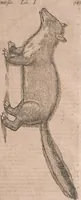 An illustration from Conradi Gesneri medici Tigurini Historiae animalium liber primus de quadrupedibus viuiparis : opus philosophis, medicis, grammaticis, philologis, poëtis, & omnibus rerum linguarumq́ue variarum studiosis, vtilissimum simul iucundissimumq́ue futurum (1602)