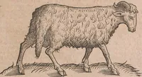 An illustration from Conradi Gesneri medici Tigurini Historiae animalium liber primus de quadrupedibus viuiparis : opus philosophis, medicis, grammaticis, philologis, poëtis, & omnibus rerum linguarumq́ue variarum studiosis, vtilissimum simul iucundissimumq́ue futurum (1602)