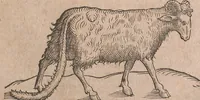 An illustration from Conradi Gesneri medici Tigurini Historiae animalium liber primus de quadrupedibus viuiparis : opus philosophis, medicis, grammaticis, philologis, poëtis, & omnibus rerum linguarumq́ue variarum studiosis, vtilissimum simul iucundissimumq́ue futurum (1602)