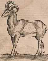 An illustration from Conradi Gesneri medici Tigurini Historiae animalium liber primus de quadrupedibus viuiparis : opus philosophis, medicis, grammaticis, philologis, poëtis, & omnibus rerum linguarumq́ue variarum studiosis, vtilissimum simul iucundissimumq́ue futurum (1602)