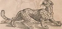 An illustration from Conradi Gesneri medici Tigurini Historiae animalium liber primus de quadrupedibus viuiparis : opus philosophis, medicis, grammaticis, philologis, poëtis, & omnibus rerum linguarumq́ue variarum studiosis, vtilissimum simul iucundissimumq́ue futurum (1602)