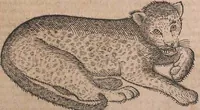 An illustration from Conradi Gesneri medici Tigurini Historiae animalium liber primus de quadrupedibus viuiparis : opus philosophis, medicis, grammaticis, philologis, poëtis, & omnibus rerum linguarumq́ue variarum studiosis, vtilissimum simul iucundissimumq́ue futurum (1602)