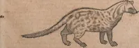 An illustration from Conradi Gesneri medici Tigurini Historiae animalium liber primus de quadrupedibus viuiparis : opus philosophis, medicis, grammaticis, philologis, poëtis, & omnibus rerum linguarumq́ue variarum studiosis, vtilissimum simul iucundissimumq́ue futurum (1602)