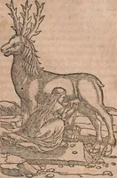 An illustration from Conradi Gesneri medici Tigurini Historiae animalium liber primus de quadrupedibus viuiparis : opus philosophis, medicis, grammaticis, philologis, poëtis, & omnibus rerum linguarumq́ue variarum studiosis, vtilissimum simul iucundissimumq́ue futurum (1602)