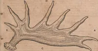 An illustration from Conradi Gesneri medici Tigurini Historiae animalium liber primus de quadrupedibus viuiparis : opus philosophis, medicis, grammaticis, philologis, poëtis, & omnibus rerum linguarumq́ue variarum studiosis, vtilissimum simul iucundissimumq́ue futurum (1602)