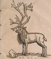 An illustration from Conradi Gesneri medici Tigurini Historiae animalium liber primus de quadrupedibus viuiparis : opus philosophis, medicis, grammaticis, philologis, poëtis, & omnibus rerum linguarumq́ue variarum studiosis, vtilissimum simul iucundissimumq́ue futurum (1602)